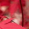 Acer palmatum, fall color
