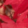 Acer palmatum, fall color