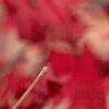 Acer palmatum, fall color