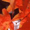 Acer palmatum, fall color