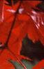 Acer palmatum, fall color