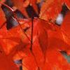 Acer palmatum, fall color