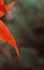 Acer palmatum, fall color