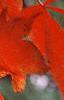 Acer palmatum, fall color