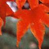 Acer palmatum, fall color