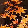 Acer palmatum, fall color