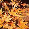 Acer palmatum, fall color