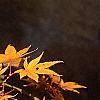 Acer palmatum, fall color