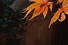 Acer palmatum, fall color