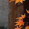 Acer palmatum, fall color