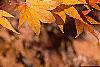 Acer palmatum, fall color