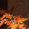 Acer palmatum, fall color