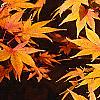 Acer palmatum, fall color