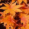 Acer palmatum, fall color