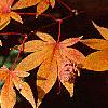 Acer palmatum, fall color