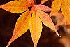 Acer palmatum, fall color