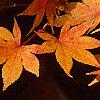 Acer palmatum, fall color