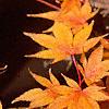 Acer palmatum, fall color