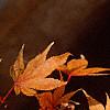 Acer palmatum, fall color