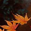Acer palmatum, fall color