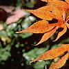 Acer palmatum, fall color
