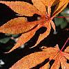 Acer palmatum, fall color