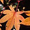Acer palmatum, fall color