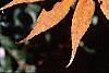 Acer palmatum, fall color