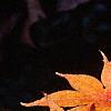 Acer palmatum, fall color