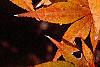 Acer palmatum, fall color