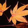 Acer palmatum, fall color