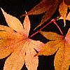 Acer palmatum, fall color