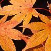 Acer palmatum, fall color