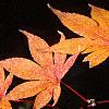 Acer palmatum, fall color