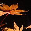 Acer palmatum, fall color