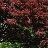 Acer palmatum forma atropurpureum, habit