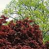 Acer palmatum forma atropurpureum, habit