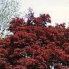 Acer palmatum forma atropurpureum, habit
