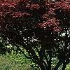 Acer palmatum forma atropurpureum, habit