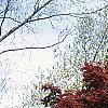 Acer palmatum forma atropurpureum, habit