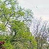 Acer palmatum forma atropurpureum, habit