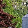 Acer palmatum forma atropurpureum, habit