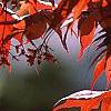 Acer palmatum forma atropurpureum, leaves