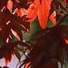 Acer palmatum forma atropurpureum, leaves