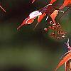 Acer palmatum forma atropurpureum, leaves