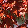 Acer palmatum forma atropurpureum, leaves
