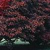 Acer palmatum forma atropurpureum, fall color