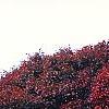 Acer palmatum forma atropurpureum, fall color