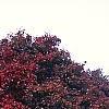 Acer palmatum forma atropurpureum, fall color