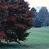 Acer palmatum forma atropurpureum, fall color
